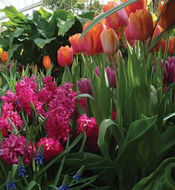 Taking a Drive to  Hidden Lake Gardens