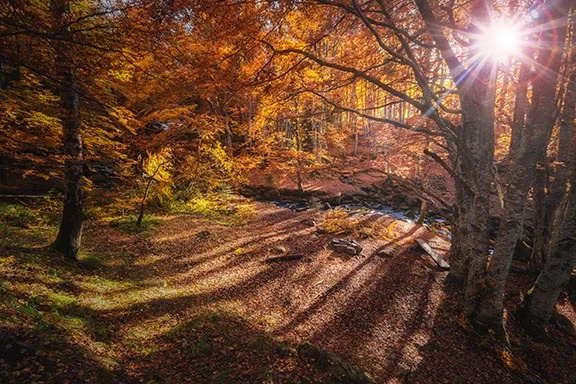 The Autumn of our Lives