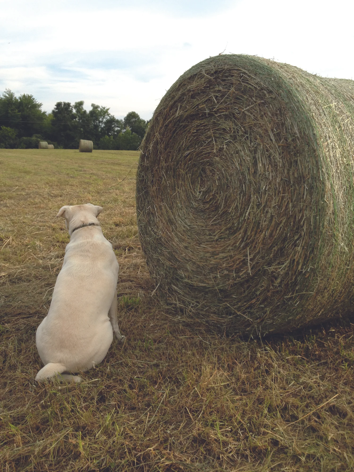 Roxy and straw bale.jpg