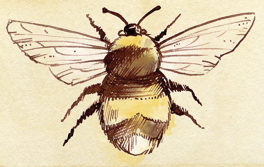 Bee Sweet: A Local Solution For Preserving Your Food  and the Environment