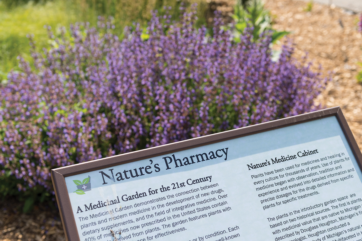 Medicinal Garden-Matthaei-1.jpg