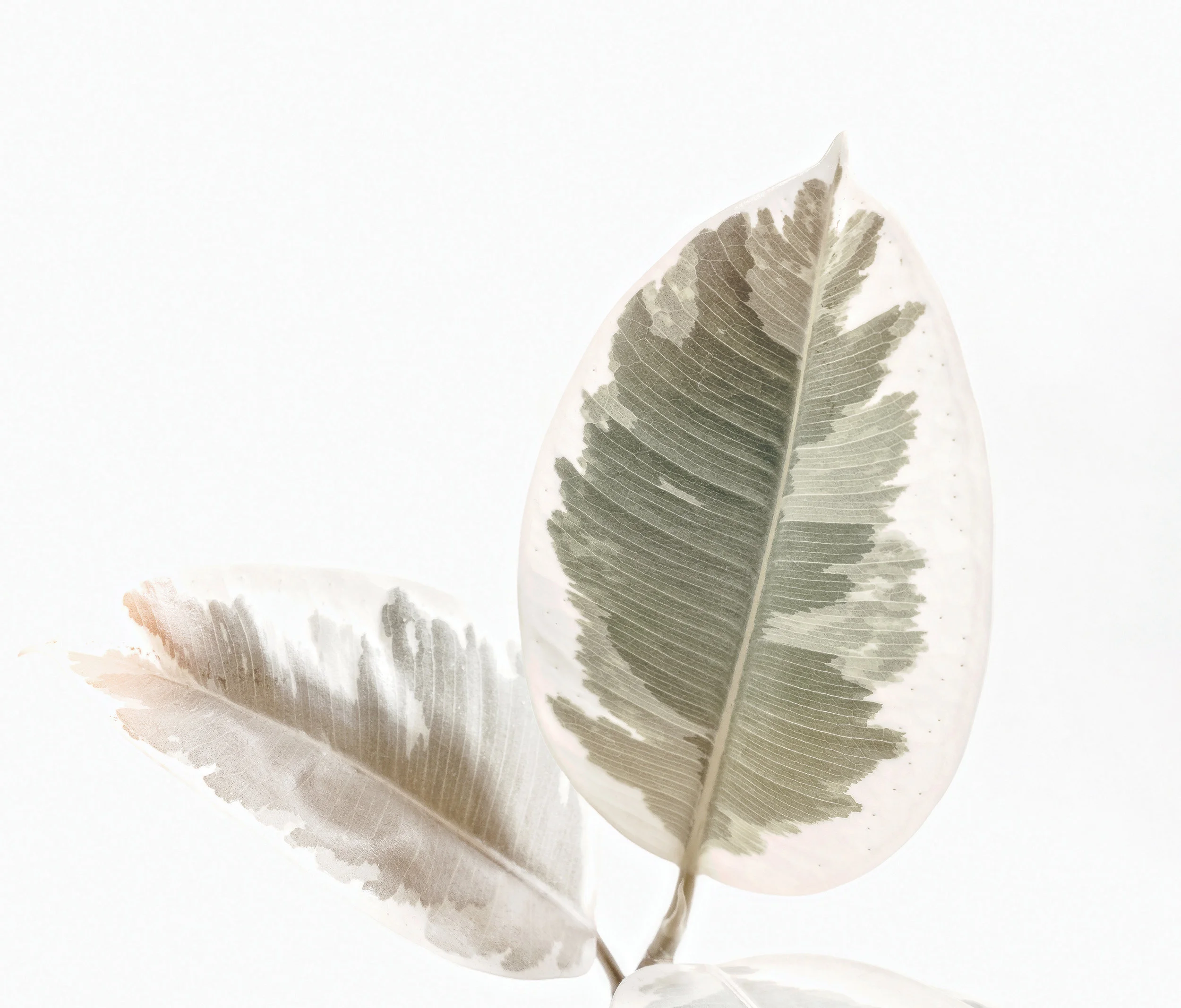 When Old Becomes New: The Hidden Power of Plants in the Matthaei Medicinal Garden