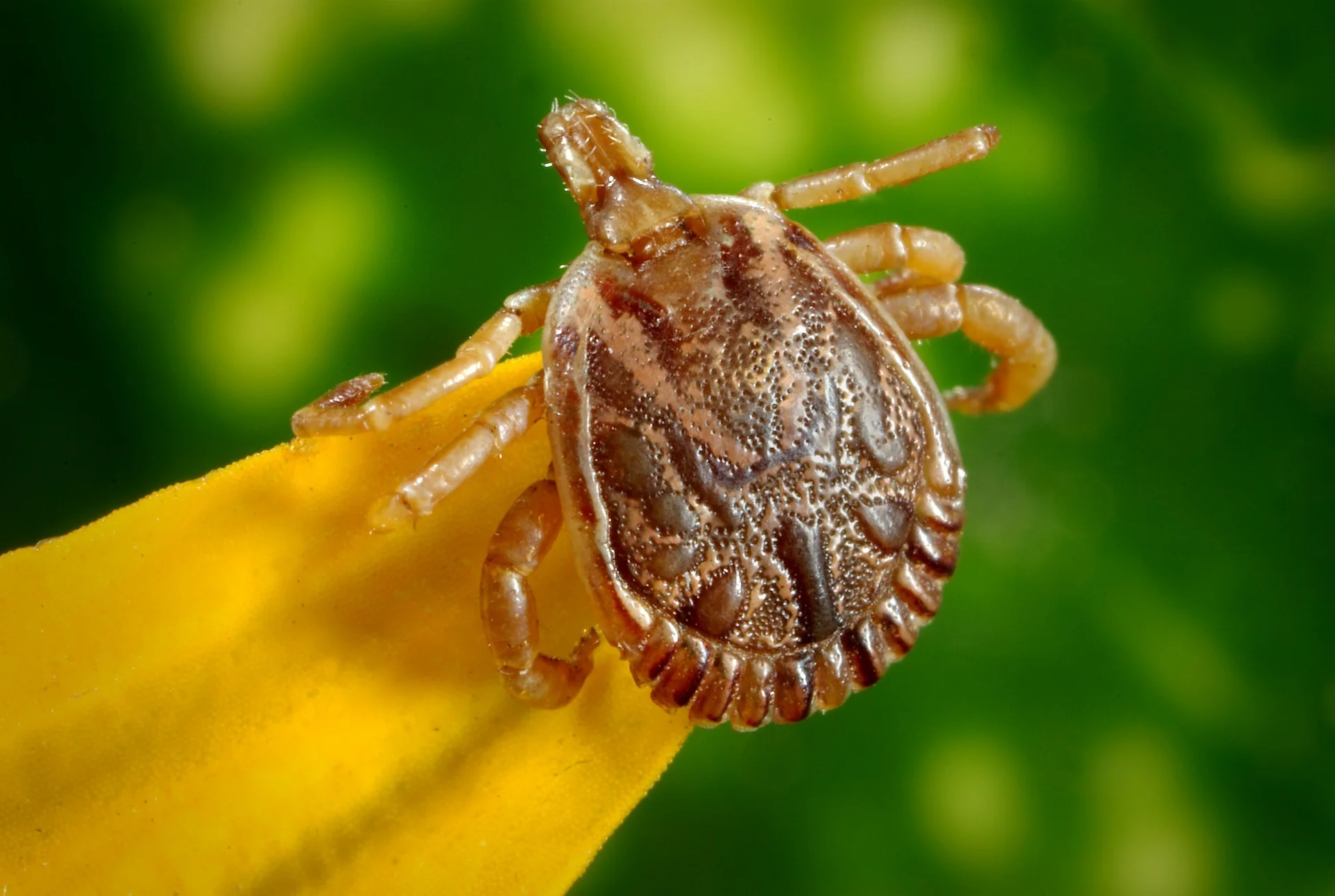 It's Not Easy To Be a Tick!