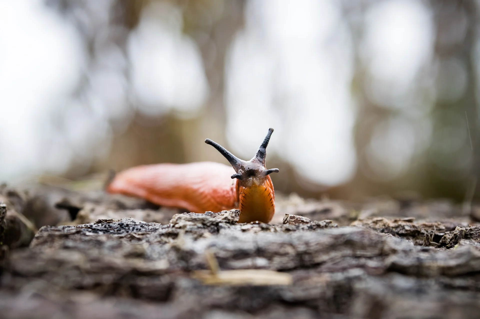 slug-2878622_1920.jpg