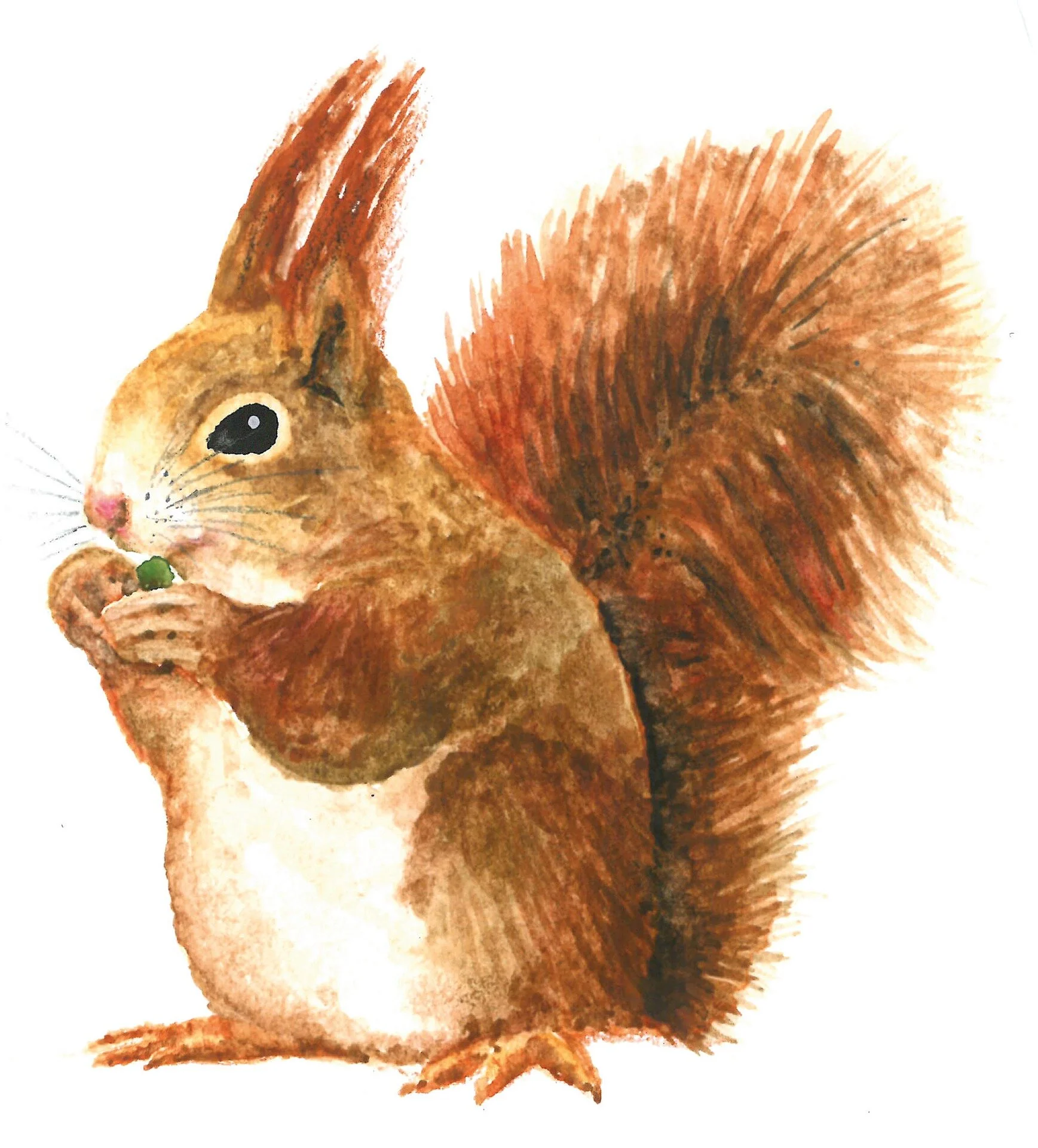 squirrel-3052846_1920.jpg