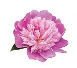 Off the Pill:  Zainab Alradhi’s Quest to Restore the Sacred Knowledge of  Body Literacy