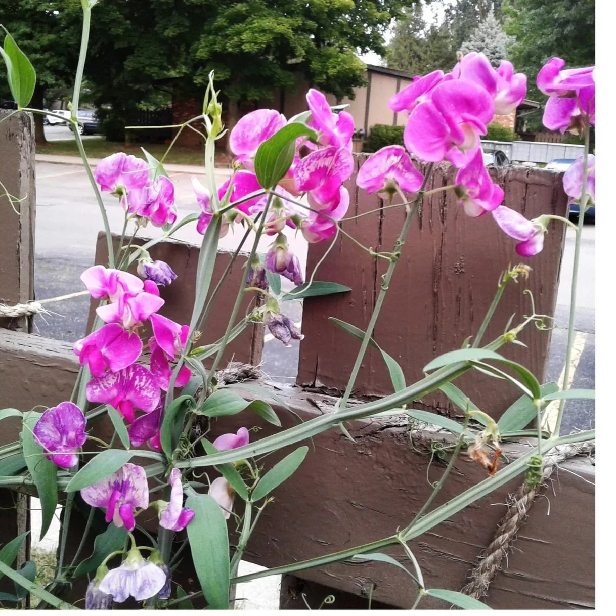 Parable of the Sweet Pea
