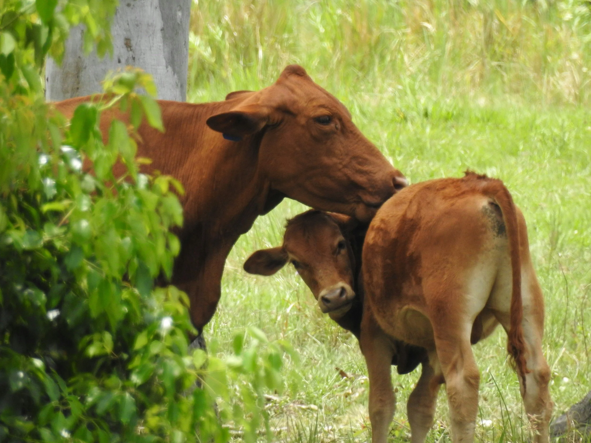 Mothering