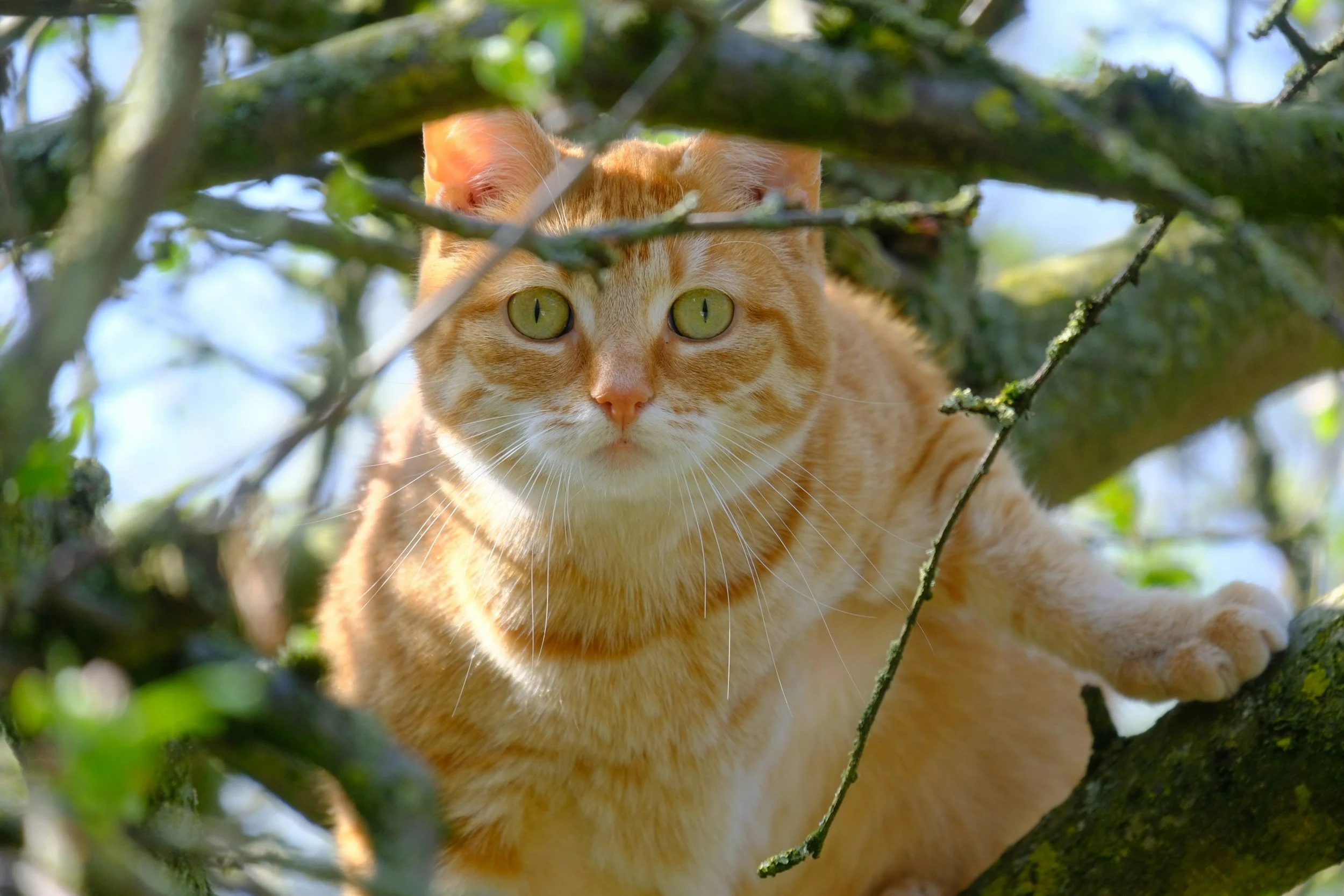 A Conversation With  “Ginger Pie,” A Feral Cat