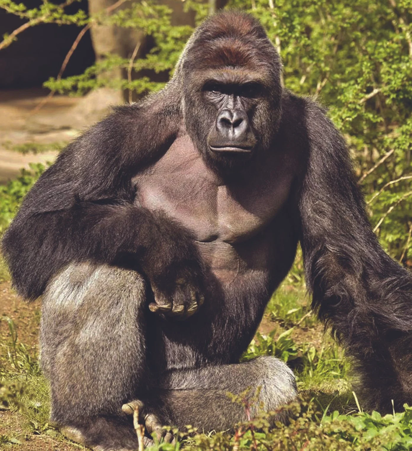 A Conversation With  Harambe the Gorilla