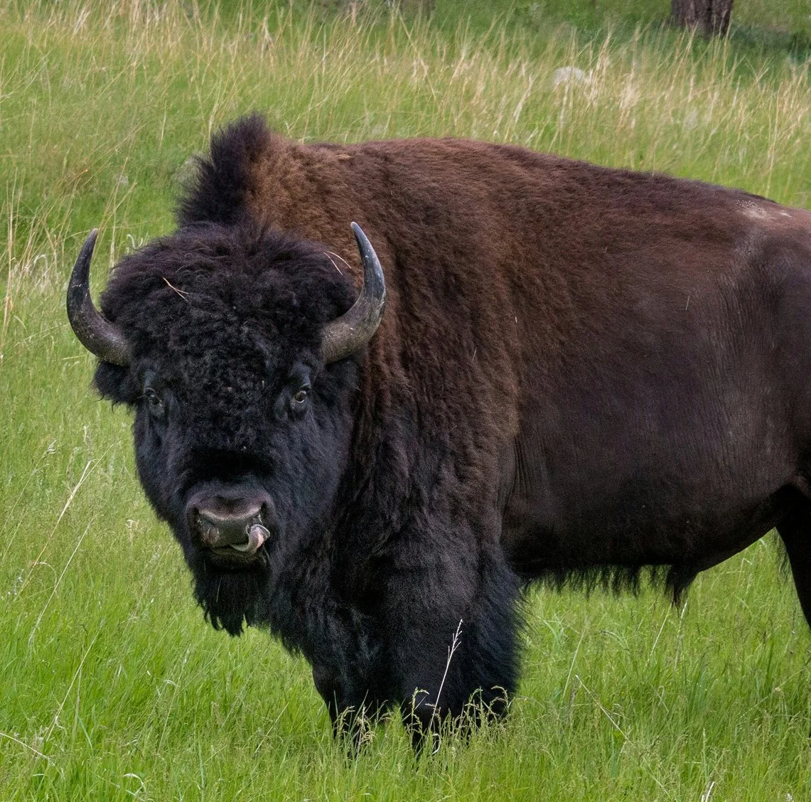 A Conversation With “Big Bull” of Domino’s Bison Herd