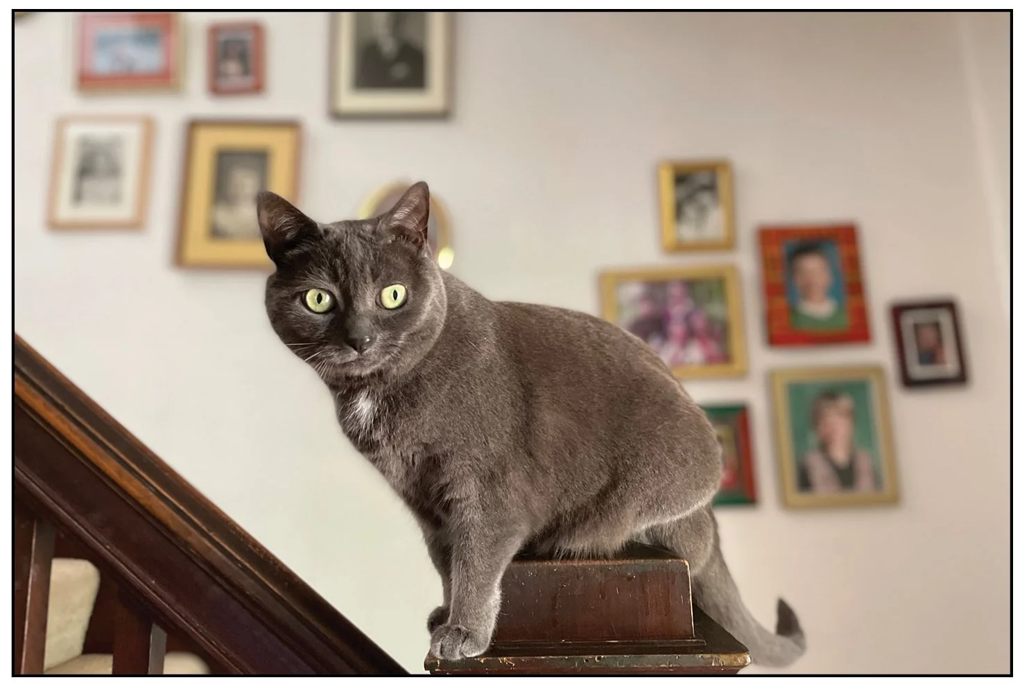 A visit with Sushma the Animal Psychic, or How I Reconciled with Naomi,  My Russian Archangel Blue Cat