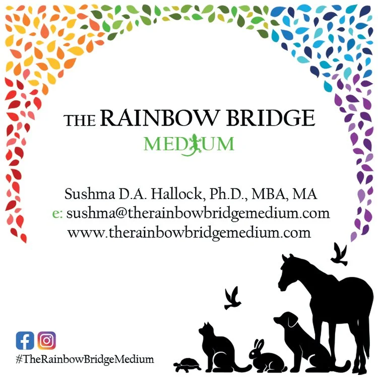 intuitive communication with pets