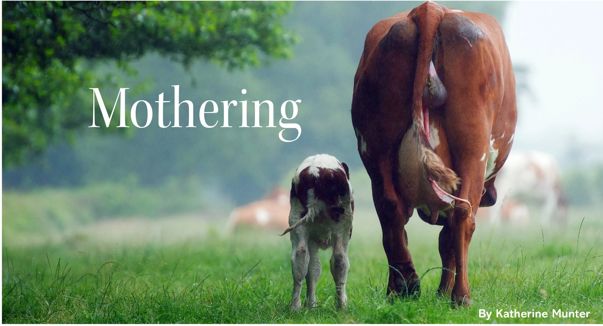 a mother cow and her calf