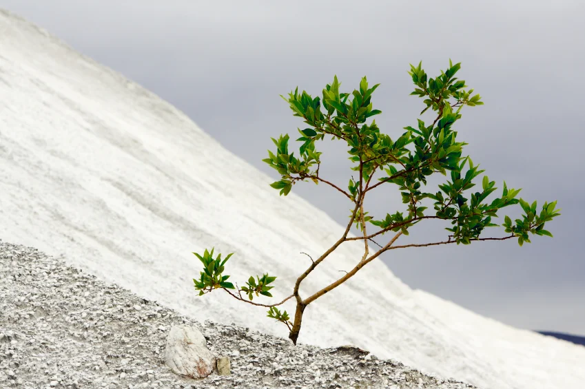 Tree in desert.jpg