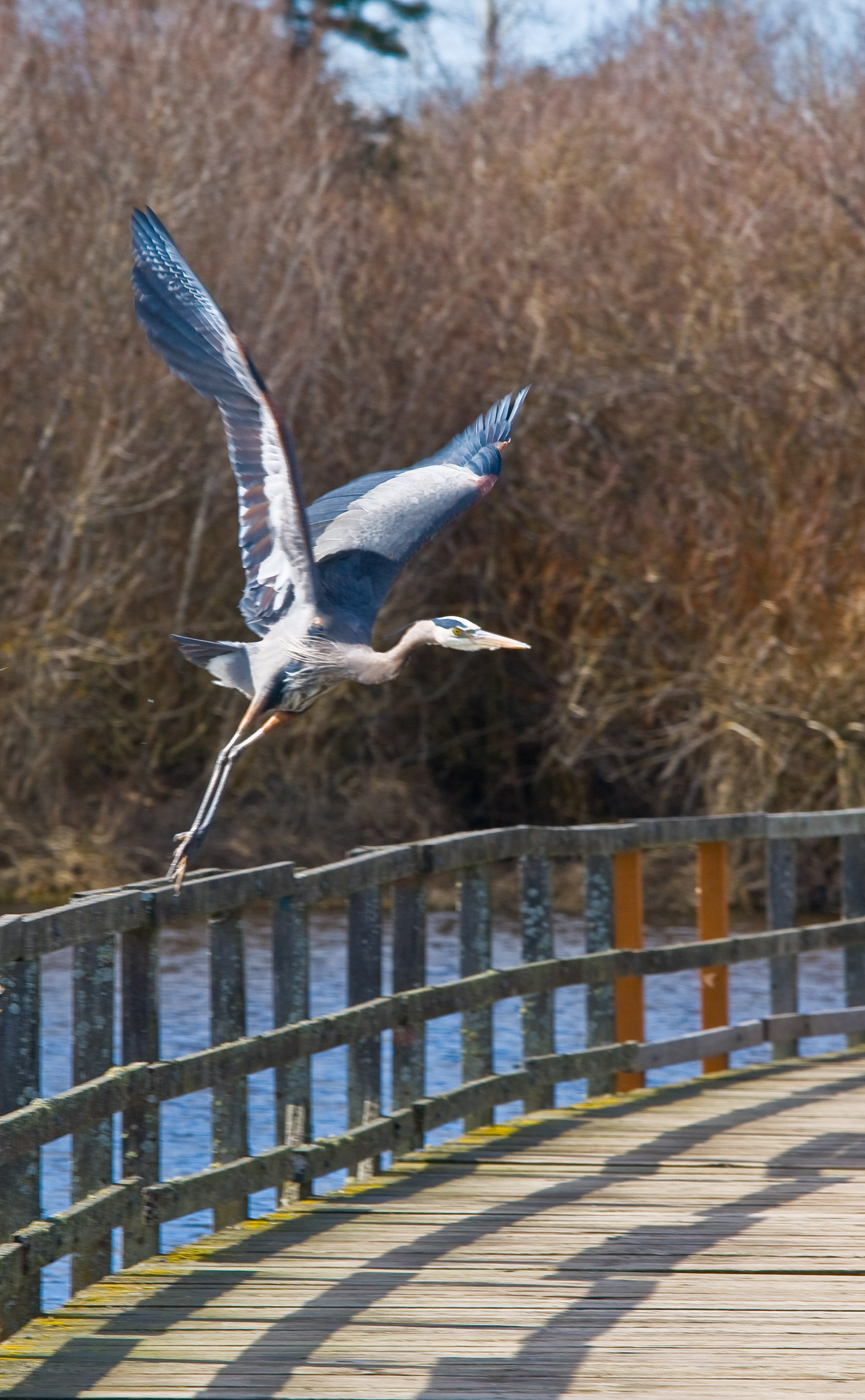 Blue Heron, Victoria