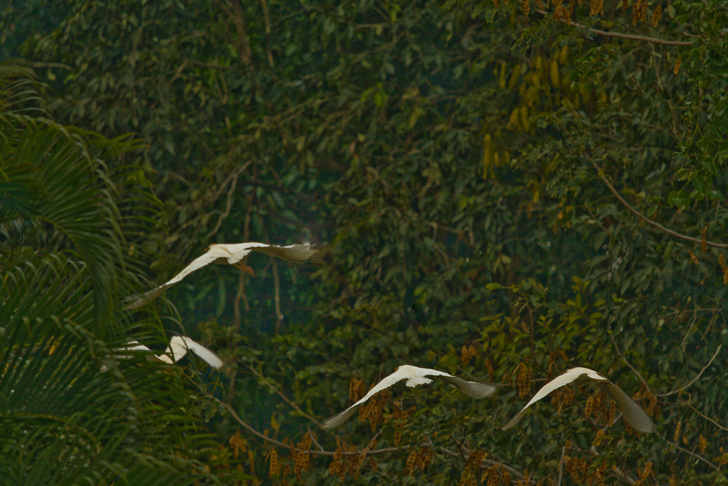 Egrets Hawaii