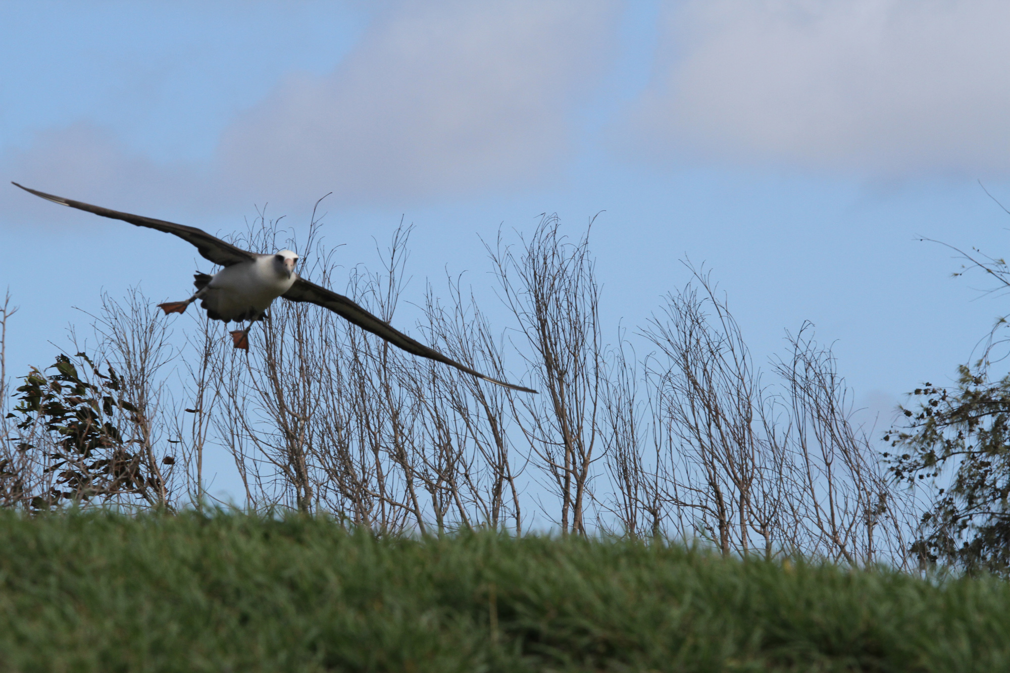 Layson Albatross Hawaii