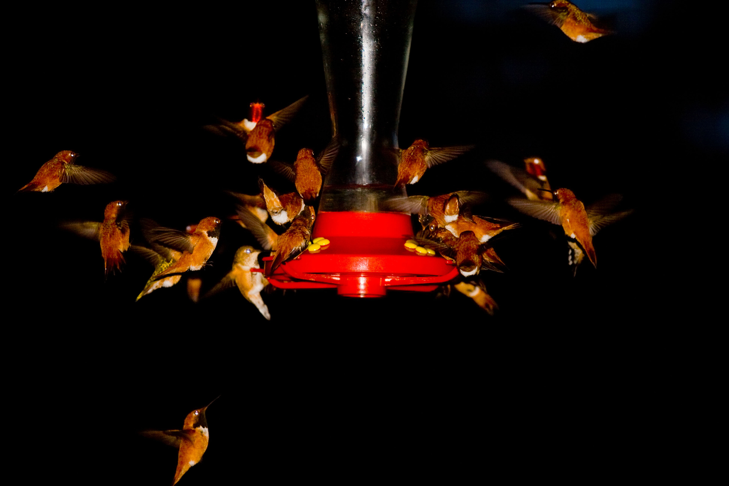 Hummingbird feeding frenzy, Valemount B.C.