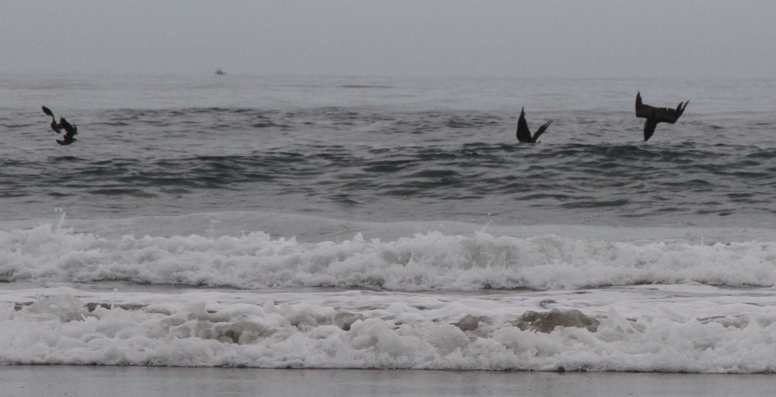 Pelicans, Oregon USA