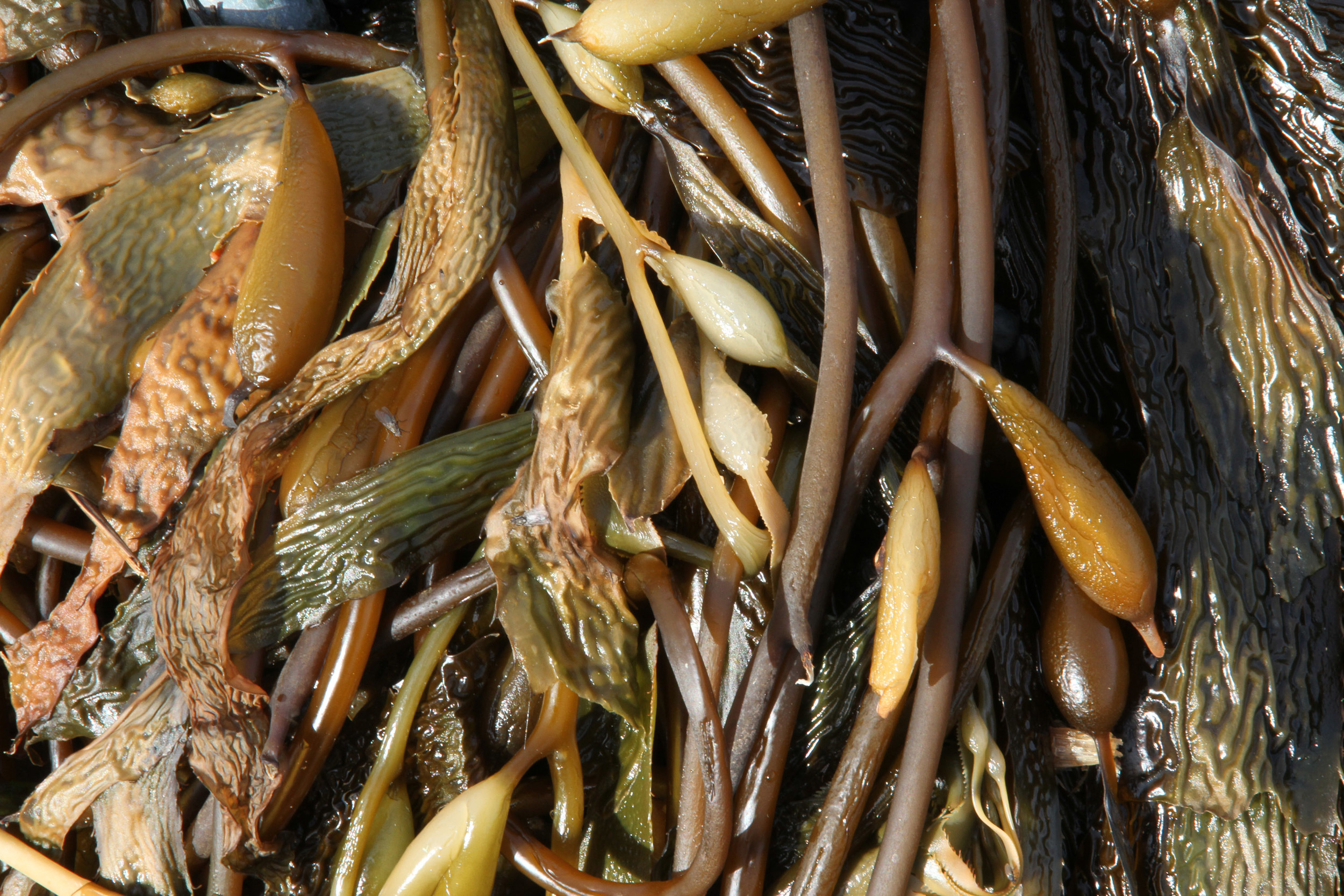 Seaweed, Point No Point, BC