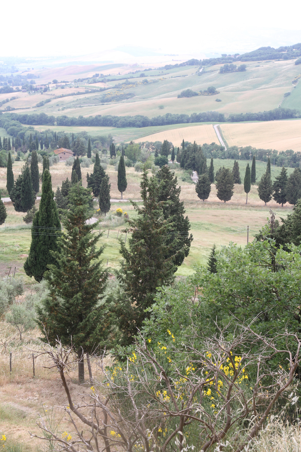 Cypress, Tuscany