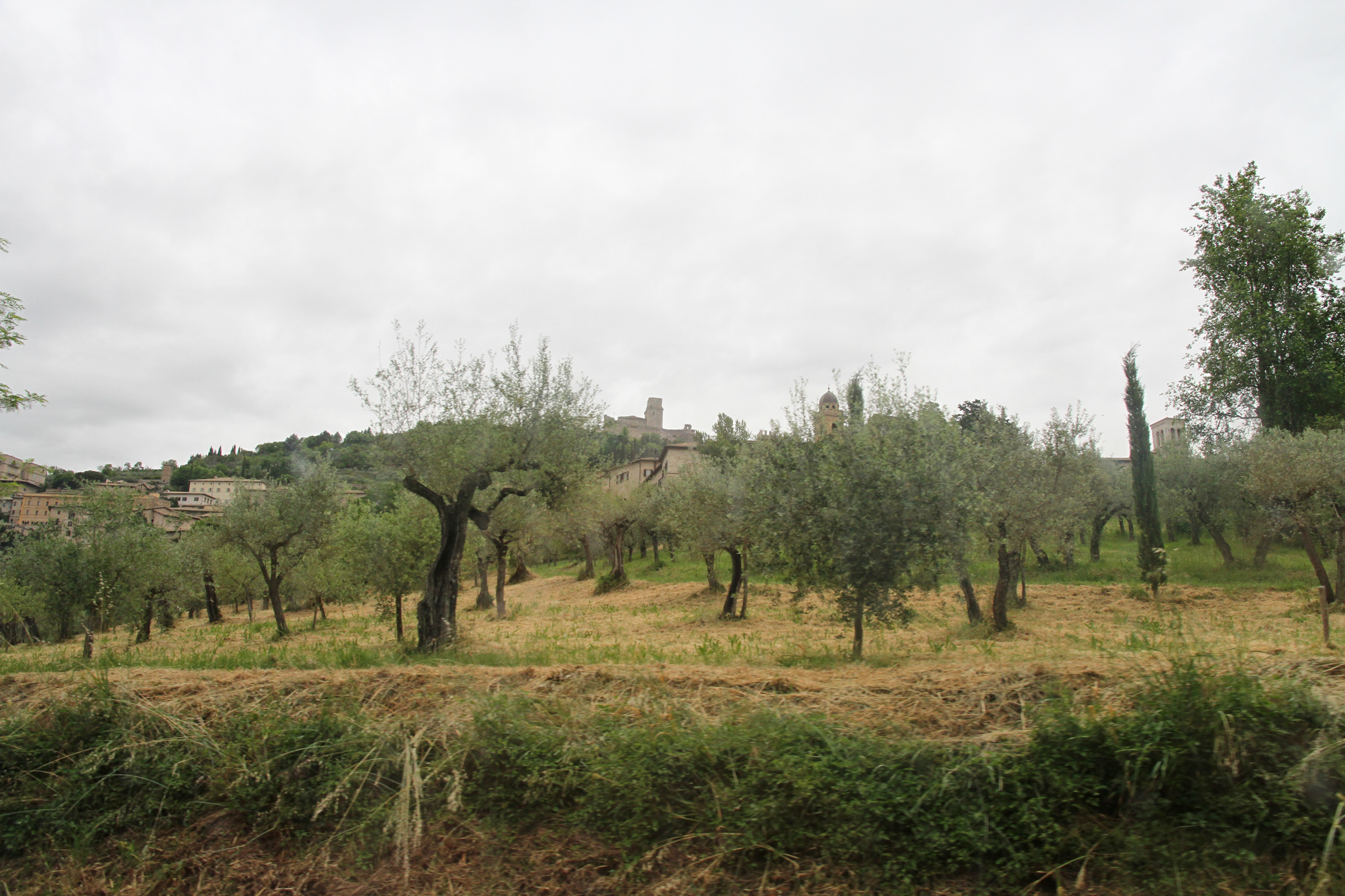 Olive Grove, Assisi