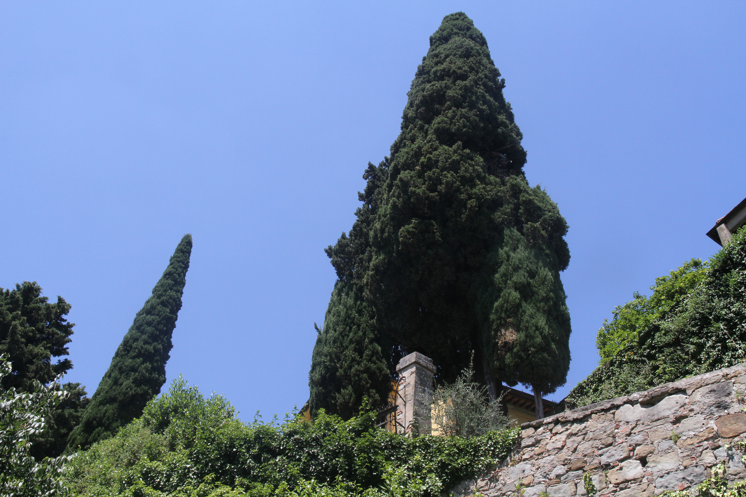 Cypress Tree, Fiesole