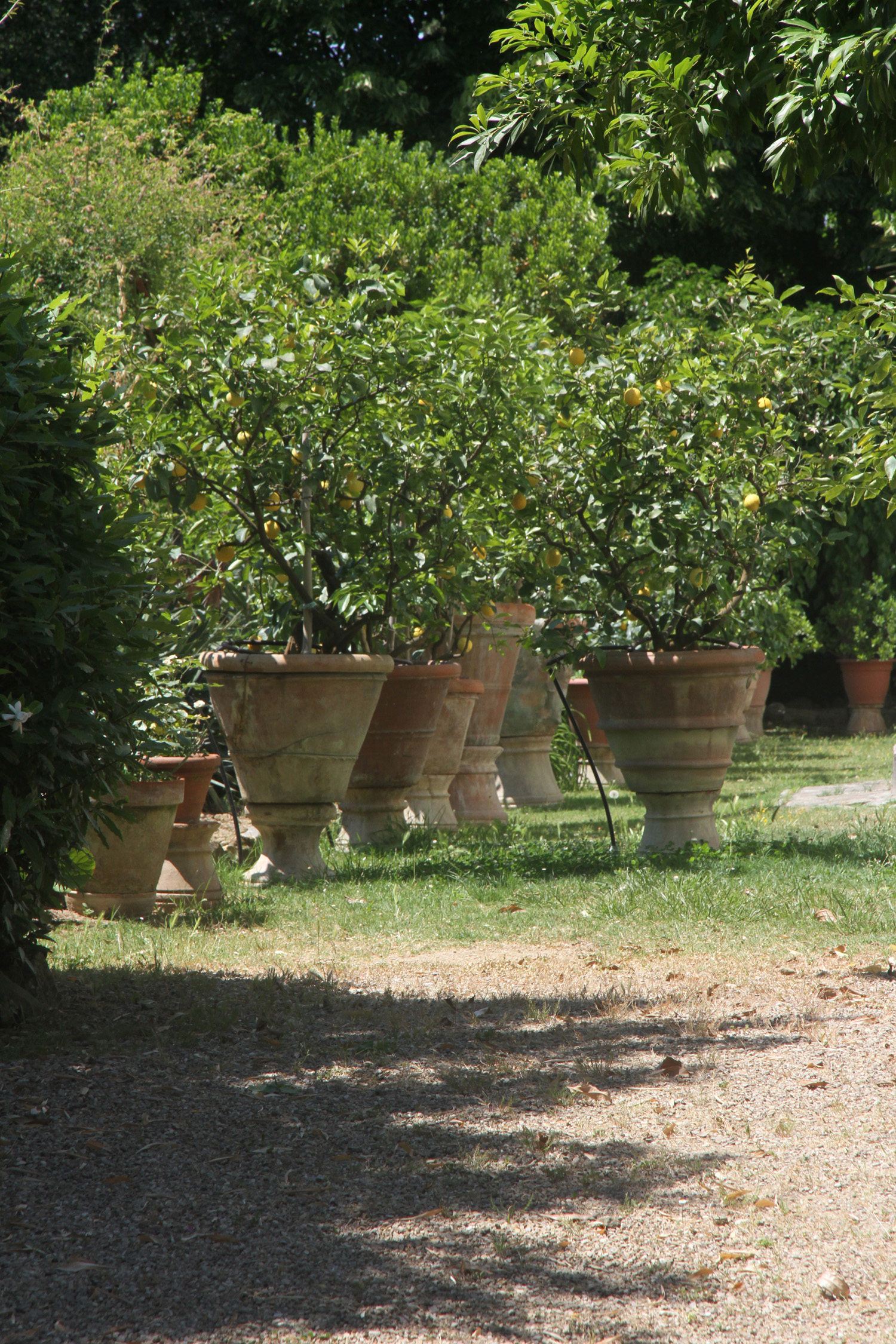 Lemon Trees, Fiesole