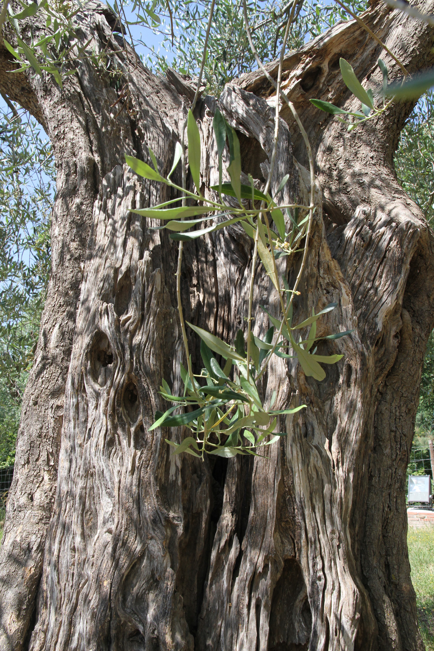 Olive Tree, San'Antimo