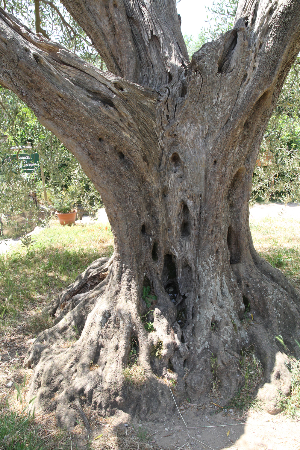 Olive Tree, San' Antimo