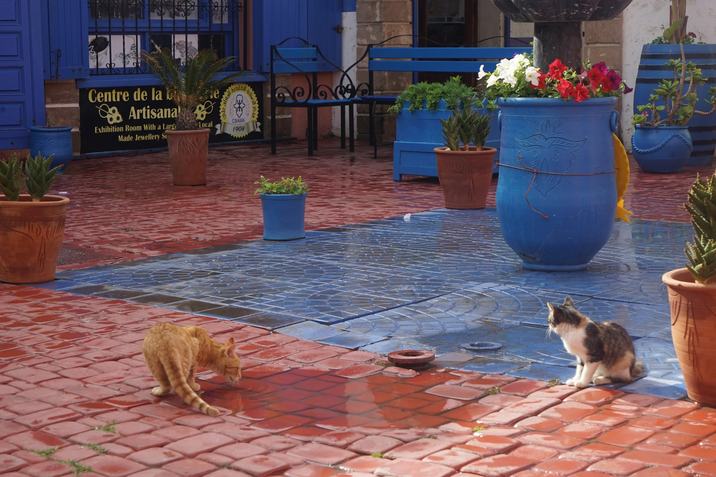 Essouaria, Moroccan cats, Morocco