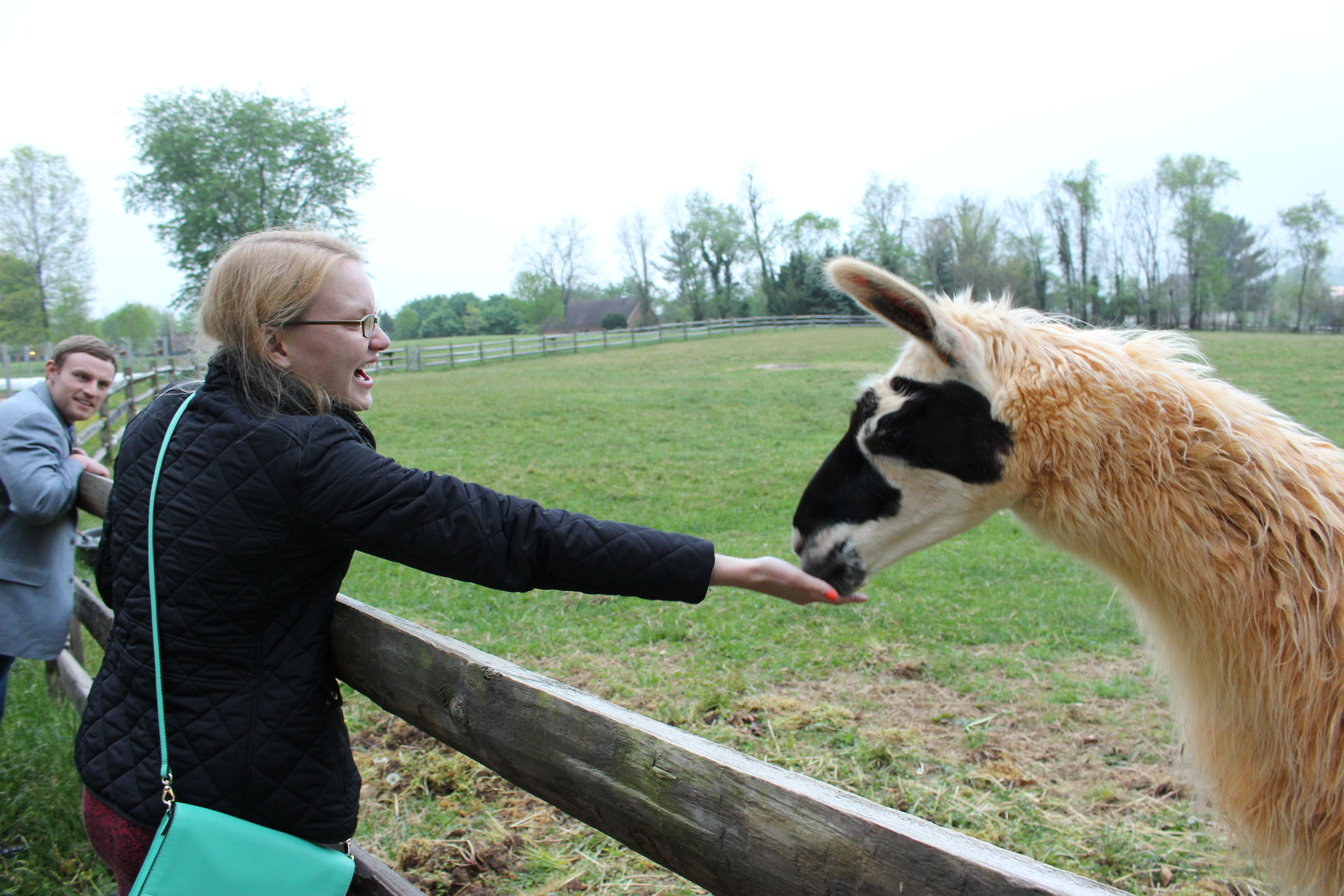 As is tradition, the future bride and groom hand-fed the two llamas, who act as guardians of the flock of sheep.