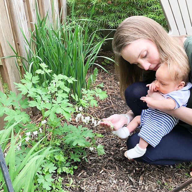 I have two spring babies 🌱🌱 One of them is here with us and turning 6 weeks old tomorrow. Our first baby isn&rsquo;t here with us, but I carry her with me always (tests after Phee was born told us it was a girl💕). I showed Henry our Bleeding Heart