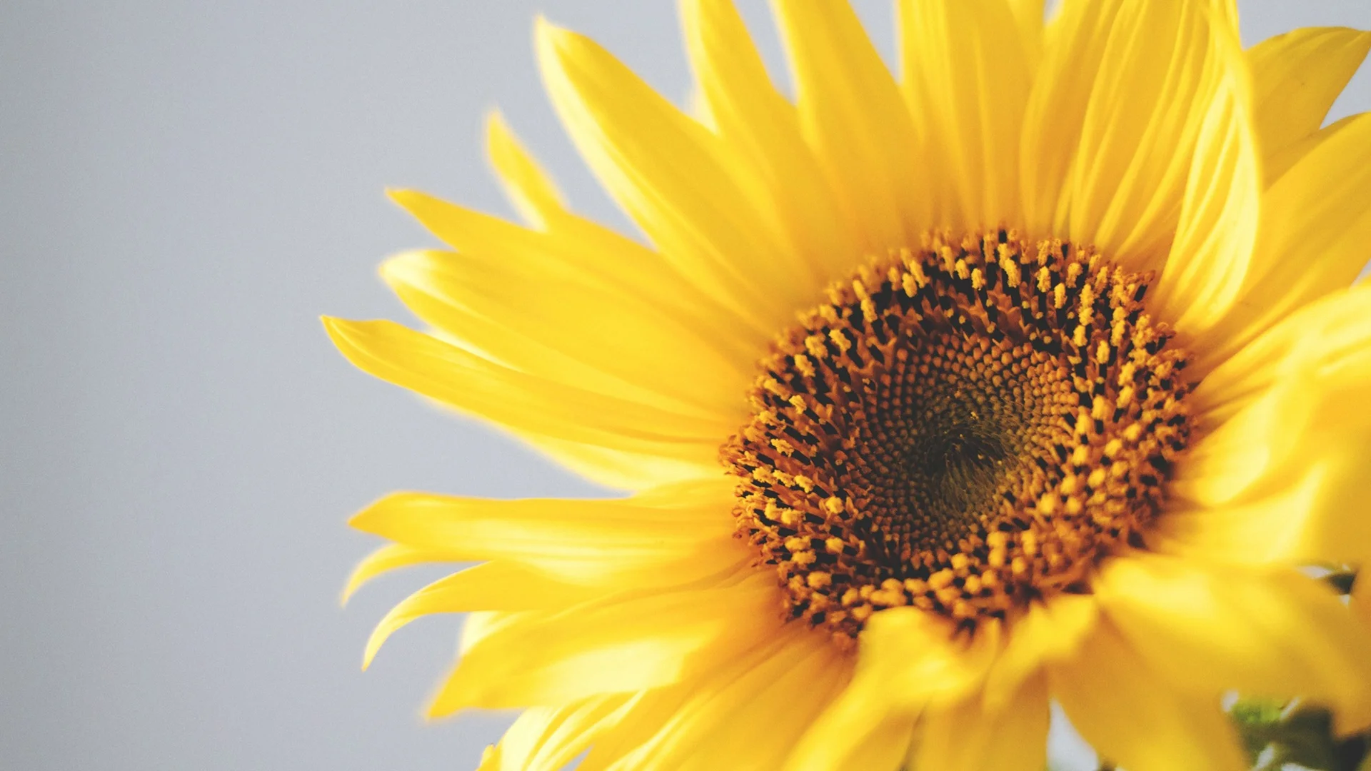 The Golden Ratio: A brief introduction