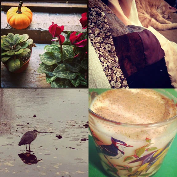 1) Lovely windowsill at work. Still time for pumpkins! 2) Now that the weather is cold, I can snuggle up under the quilt I'm working on with Tom. 3) The heron at Green-Wood Cemetery is looking a little chilly. 4) First eggnog of the season in my Grandfather's bird mug.
