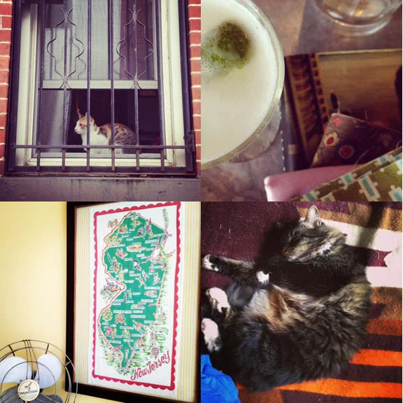 1) Watcher spotting never goes out of season. 2) Buying fabric at Brooklyn General then having a cocktail and reading a novel at Fort Defiance is a pretty perfect day. 3) We stayed at our friend's lovely beach house on the night of Thanksgiving. 4) Flounder has the right idea about Fall.
