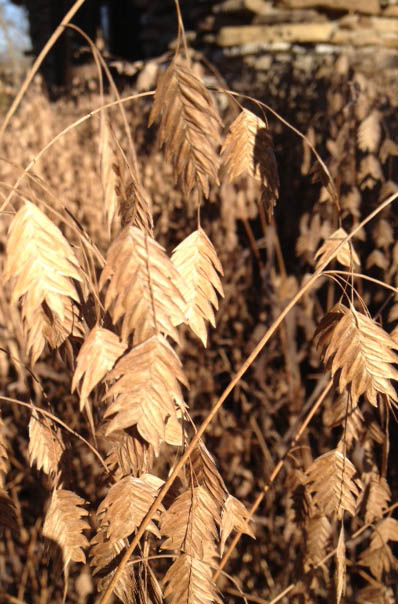 Im not sure what kind of grasses these were, but they were pretty neat. Quilt inspiration?