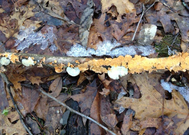 There's a ridiculous amount of lichen in TN. I wish I could have taken some. I don't think it would survive the plane ride. 