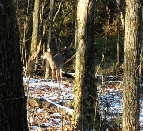 We saw four deer making their way along the same path we were. 