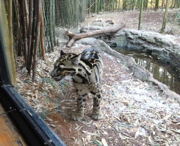 This leopard seemed to be observing us as much as we were him. 