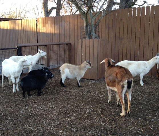 These goats were all lined up, waiting to go inside for the night. 