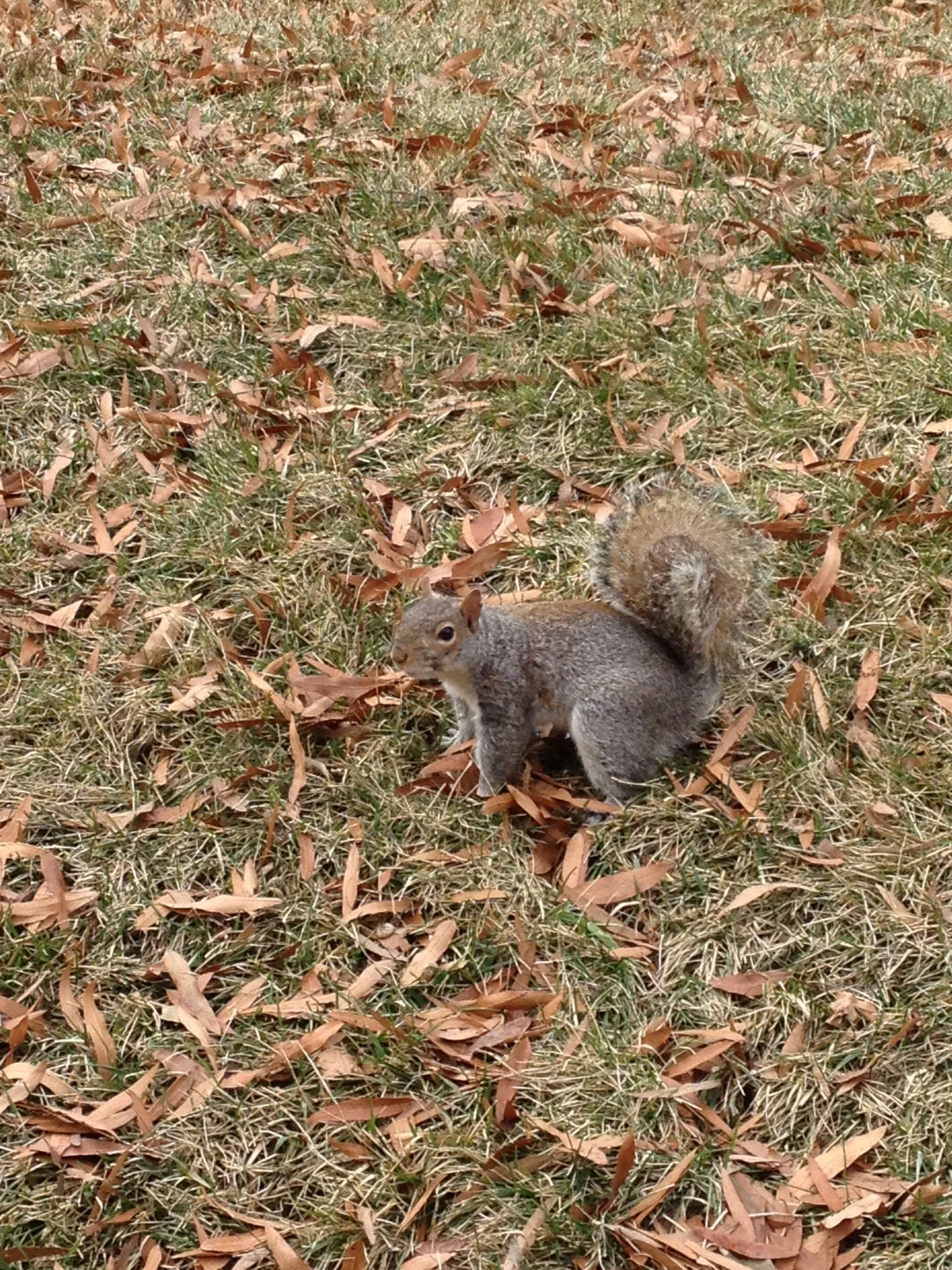washingotn squirrel.jpg