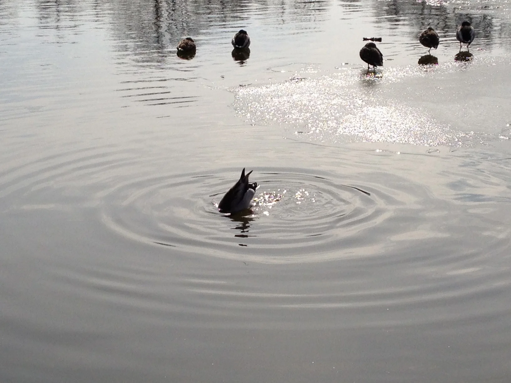 washington duck butt.jpg