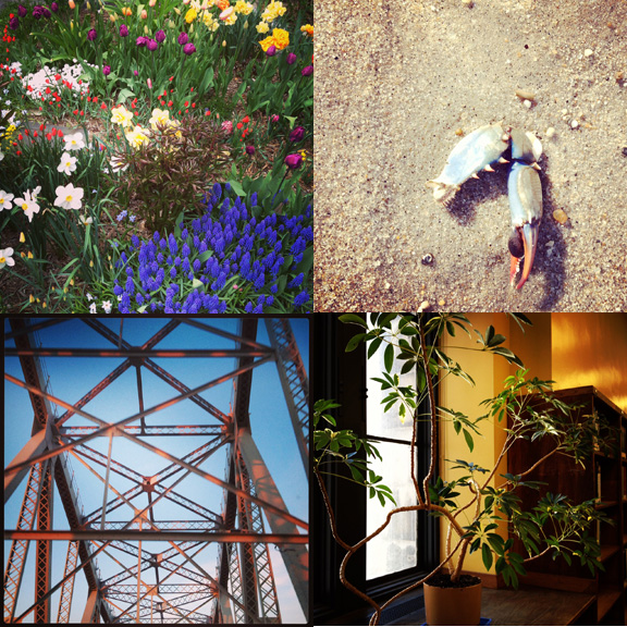 1) The most manicured flower patch in Prospect Heights. 2) Lost limb at Sandy Hook, NJ. 3) Magic hour on the Outer Bridge Crossing. 4) A golden life at the Library. 