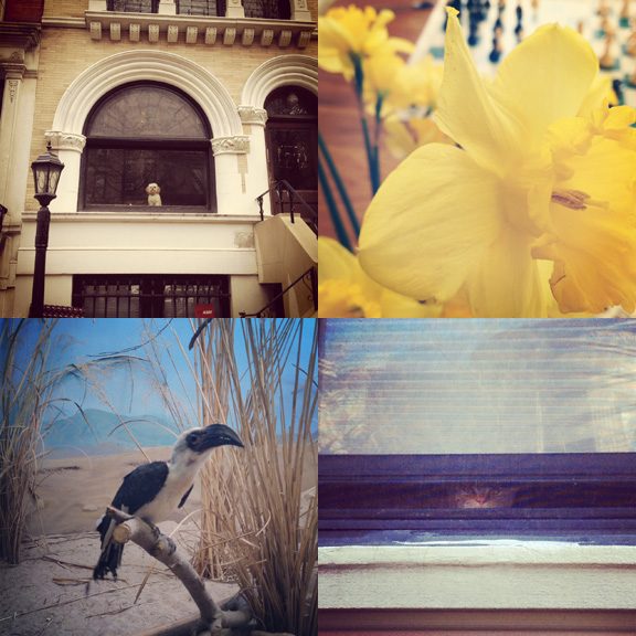 1) Alert Watcher, keeping an eye on the neighborhood. 2) Stephen's chess game, Mother's flowers. 3) Exotic zoo friends. 4) Sneaky peepers. 