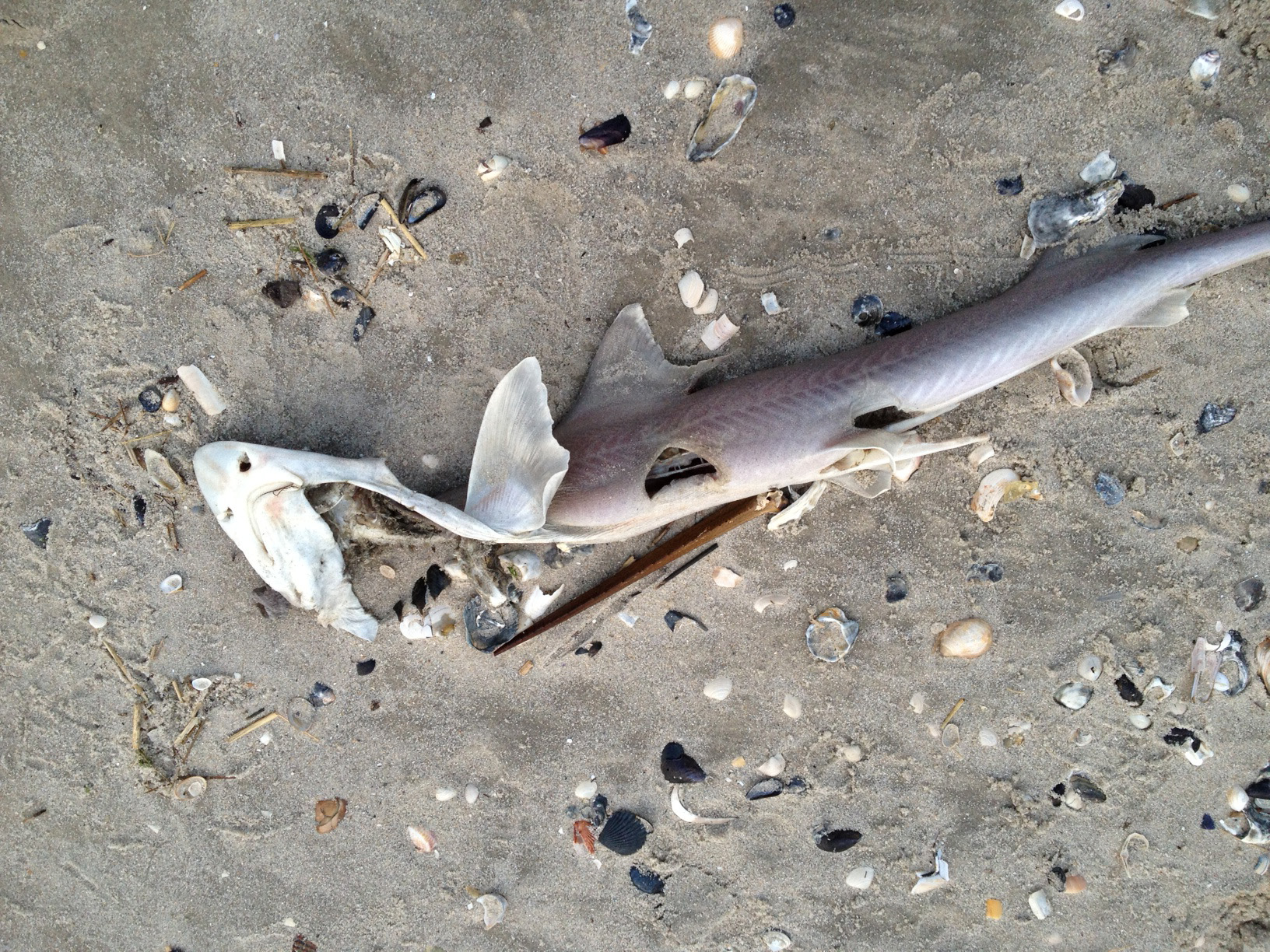 Dead sand shark. 