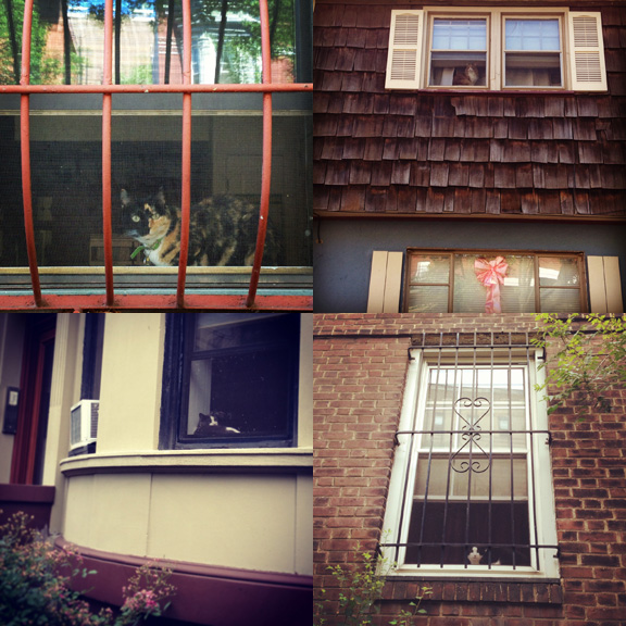 1) 6th Ave, Between 10th and 11th Streets, a two faced watcher sits. 2) In Ocean Grove, NJ, this watcher might have an ocean view from up there. 3) Lazy Summer days for watchers on 8th St. 4) This watcher is happy to have the windows open in Prospect Heights. 