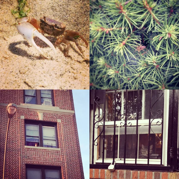 1) Crabby crab on Sandy Hook in NJ. 2) Sneaky spider in Asbury Park. 3) Daredevil watcher in Park Slope, Brooklyn. 4) Safe and sound at home in South Slope. 