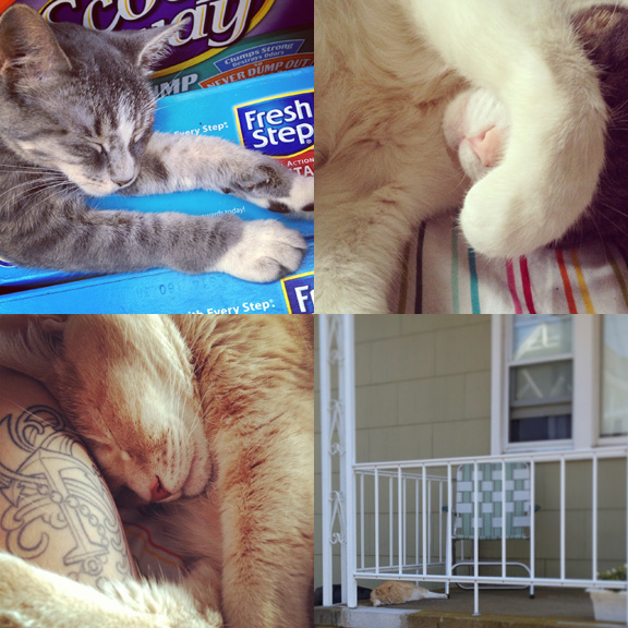 1) Bodega kittens need their rest. 2) Bippi's over Summer. 3) Tom's classic "diver". 4) Beach cats have it best. 